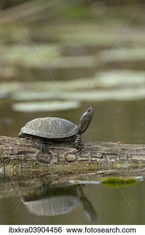 Stock Photograph - "European Pond Turtle (Emys orbicularis), Lobau, Danube-Auen National Park, Lower Austria, Austria, Europe". Fotosearch