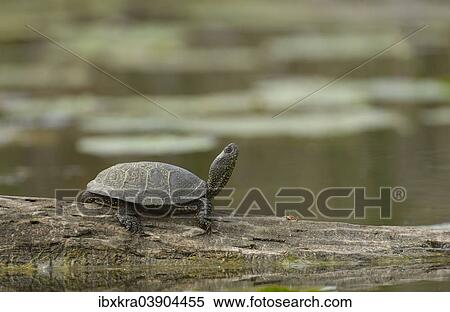 "European Pond Turtle (Emys orbicularis), Lobau, Danube-Auen National Park, Lower Austria, Austria, Europe" View Large Photo Image Stock Photography - "European Pond Turtle (Emys orbicularis), Lobau, Danube-Auen National Park, Lower Austria, Austria, Europe". Fotosearch