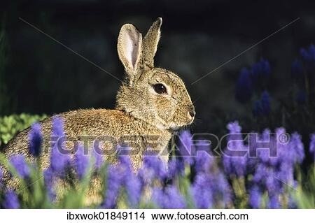 "European Rabbit or Common Rabbit (Oryctolagus cuniculus) sitting in flower bed, Bavaria, Germany, Europe" View Large Photo Image Picture - "European Rabbit or Common Rabbit (Oryctolagus cuniculus) sitting in flower bed, Bavaria, Germany, Europe". Fotosearch