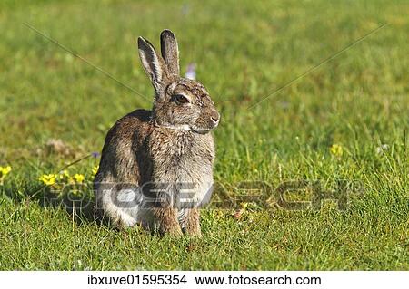 Picture - European Rabbit (Oryctolagus cuniculus). Fotosearch