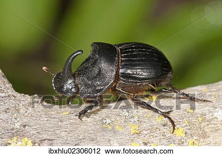 "European rhinoceros beetle (Oryctes nasicornis), male, Lake Kerkini region, Greece, Europe" View Large Photo Image Stock Image - "European rhinoceros beetle (Oryctes nasicornis), male, Lake Kerkini region, Greece, Europe". Fotosearch