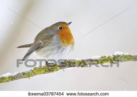"European Robin (Erithacus rubecula) on a wintry branch, North Hesse, Hesse, Germany, Europe" View Large Photo Image Picture - "European Robin (Erithacus rubecula) on a wintry branch, North Hesse, Hesse, Germany, Europe". Fotosearch
