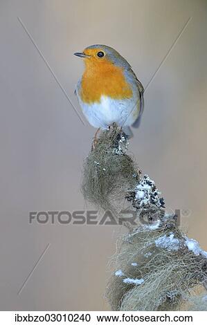 "European Robin (Erithacus rubecula) perched on its song post, a spruce twig with lichens in winter, Swabian Alb biosphere reserve, Baden-Wurttemberg, Germany, Europe" View Large Photo Image Stock Image - "European Robin (Erithacus rubecula) perched on its song post, a spruce twig with lichens in winter, Swabian Alb biosphere reserve, Baden-Wurttemberg, Germany, Europe". Fotosearch