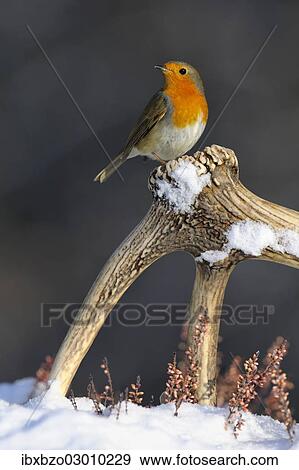 "European Robin (Erithacus rubecula) perched on its song post, shed antlers of a red deer (Cervus elaphus), Swabian Alb biosphere reserve, Baden-Wurttemberg, Germany, Europe" View Large Photo Image Stock Photo - "European Robin (Erithacus rubecula) perched on its song post, shed antlers of a red deer (Cervus elaphus), Swabian Alb biosphere reserve, Baden-Wurttemberg, Germany, Europe". Fotosearch