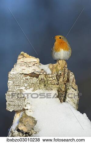 "European Robin (Erithacus rubecula) perched on the trunk of an old birch tree in winter, Swabian Alb biosphere reserve, Baden-Wurttemberg, Germany, Europe" View Large Photo Image Stock Photo - "European Robin (Erithacus rubecula) perched on the trunk of an old birch tree in winter, Swabian Alb biosphere reserve, Baden-Wurttemberg, Germany, Europe". Fotosearch