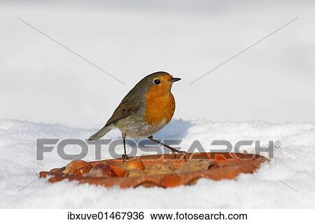 "European robin, Redbreast (Erithacus rubecula) in winter in snow, bird feeding" View Large Photo Image Stock Photograph - "European robin, Redbreast (Erithacus rubecula) in winter in snow, bird feeding". Fotosearch