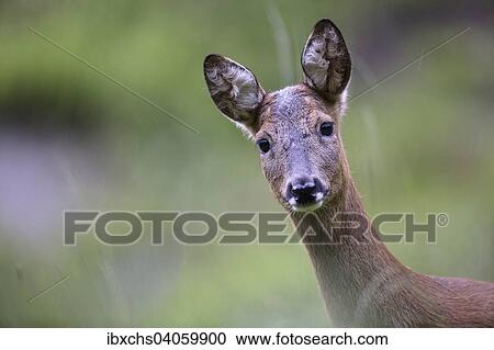 "European Roe Deer (Capreolus capreolus), doe, Stubai Valley, Tyrol, Austria, Europe" View Large Photo Image Stock Image - "European Roe Deer (Capreolus capreolus), doe, Stubai Valley, Tyrol, Austria, Europe". Fotosearch
