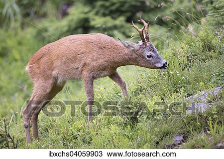 "European Roe Deer (Capreolus capreolus), buck, Stubai Valley, Tyrol, Austria, Europe" View Large Photo Image Stock Image - "European Roe Deer (Capreolus capreolus), buck, Stubai Valley, Tyrol, Austria, Europe". Fotosearch