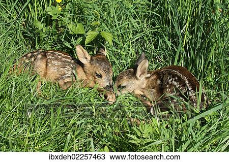 "European Roe Deer (Capreolus capreolus) two fawns hiding in the tall grass, Allgaeu region, Bavaria, Germany, Europe" View Large Photo Image Stock Image - "European Roe Deer (Capreolus capreolus) two fawns hiding in the tall grass, Allgaeu region, Bavaria, Germany, Europe". Fotosearch
