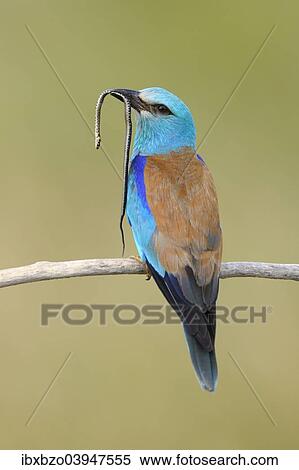 "European roller (Coracias garrulus) on its perch with prey, grass snake (Natrix natrix), Kiskunsag National Park, Hungary, Europe" View Large Photo Image Stock Photography - "European roller (Coracias garrulus) on its perch with prey, grass snake (Natrix natrix), Kiskunsag National Park, Hungary, Europe". Fotosearch