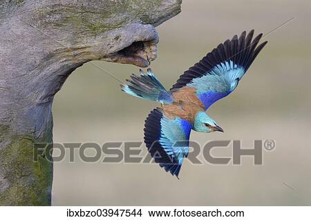 "European roller (Coracias garrulus) departing from its nist cave, Kiskunsag National Park, Hungary, Europe" View Large Photo Image Picture - "European roller (Coracias garrulus) departing from its nist cave, Kiskunsag National Park, Hungary, Europe". Fotosearch
