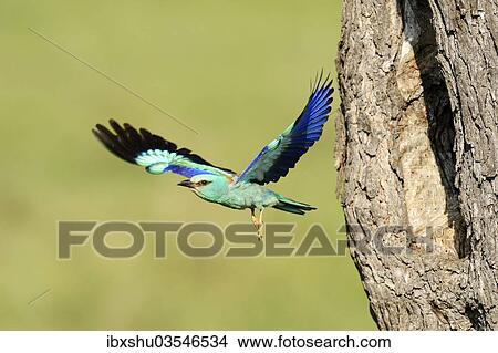 Picture - "European Roller (Coracias garrulus), flying out from the nesting hole in an old apple tree, Bulgaria, Europe". Fotosearch