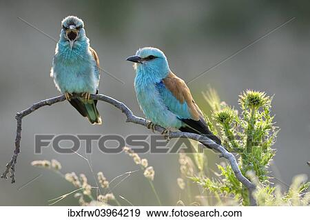 "European roller (Coracias garrulus), couples, calling female, Bulgaria, Europe" View Large Photo Image Stock Photo - "European roller (Coracias garrulus), couples, calling female, Bulgaria, Europe". Fotosearch