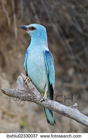 Stock Photo - "European Roller (Coracias garrulus), female on perch, Lake Kerkini region, Greece, Europe". Fotosearch