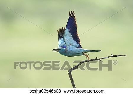 Stock Photo - "European Roller (Coracias garrulus) during departure, North Bulgaria, Bulgaria, Europe". Fotosearch