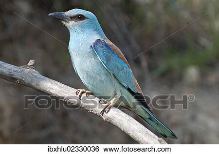 Stock Photograph - "European Roller (Coracias garrulus), female on perch, Lake Kerkini region, Greece, Europe". Fotosearch