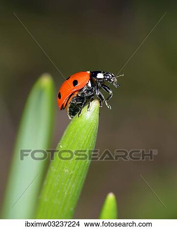 "European Seven Spot Ladybird (Coccinella septempunctata), Stuttgart, Baden-Wurttemberg, Germany, Europe" View Large Photo Image Picture - "European Seven Spot Ladybird (Coccinella septempunctata), Stuttgart, Baden-Wurttemberg, Germany, Europe". Fotosearch