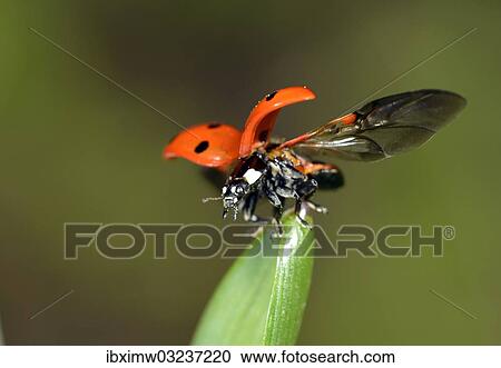 "European Seven Spot Ladybird (Coccinella septempunctata) starting to fly, Stuttgart, Baden-Wurttemberg, Germany, Europe" View Large Photo Image Stock Image - "European Seven Spot Ladybird (Coccinella septempunctata) starting to fly, Stuttgart, Baden-Wurttemberg, Germany, Europe". Fotosearch
