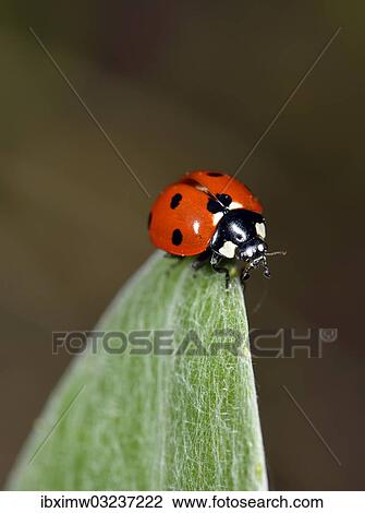 "European Seven Spot Ladybird (Coccinella septempunctata), Stuttgart, Baden-Wurttemberg, Germany, Europe" View Large Photo Image Stock Image - "European Seven Spot Ladybird (Coccinella septempunctata), Stuttgart, Baden-Wurttemberg, Germany, Europe". Fotosearch