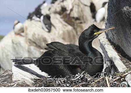 "European shag (Phalacrocorax aristotelis), bird island Hornoya, Varanger, Norway, Europe" View Large Photo Image Stock Image - "European shag (Phalacrocorax aristotelis), bird island Hornoya, Varanger, Norway, Europe". Fotosearch