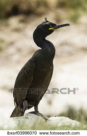 "European Shag (Phalacrocorax aristotelis), Farne Islands, Northumberland, England, United Kingdom, Europe" View Large Photo Image Stock Image - "European Shag (Phalacrocorax aristotelis), Farne Islands, Northumberland, England, United Kingdom, Europe". Fotosearch