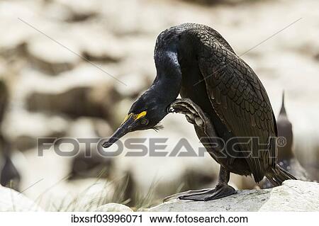 "European Shag (Phalacrocorax aristotelis), Farne Islands, Northumberland, England, United Kingdom, Europe" View Large Photo Image Stock Image - "European Shag (Phalacrocorax aristotelis), Farne Islands, Northumberland, England, United Kingdom, Europe". Fotosearch