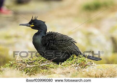 "European Shag (Phalacrocorax aristotelis), Farne Islands, Northumberland, England, United Kingdom, Europe" View Large Photo Image Stock Image - "European Shag (Phalacrocorax aristotelis), Farne Islands, Northumberland, England, United Kingdom, Europe". Fotosearch
