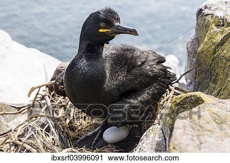 "European Shag (Phalacrocorax aristotelis), Farne Islands, Northumberland, England, United Kingdom, Europe" View Large Photo Image Stock Image - "European Shag (Phalacrocorax aristotelis), Farne Islands, Northumberland, England, United Kingdom, Europe". Fotosearch