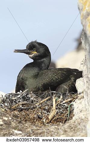 "European shag (Phalacrocorax aristotelis), bird island Hornoya, Varanger, Norway, Europe" View Large Photo Image Stock Photo - "European shag (Phalacrocorax aristotelis), bird island Hornoya, Varanger, Norway, Europe". Fotosearch