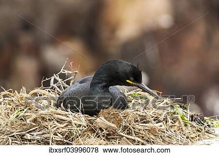 "European Shag (Phalacrocorax aristotelis), Farne Islands, Northumberland, England, United Kingdom, Europe" View Large Photo Image Stock Photo - "European Shag (Phalacrocorax aristotelis), Farne Islands, Northumberland, England, United Kingdom, Europe". Fotosearch