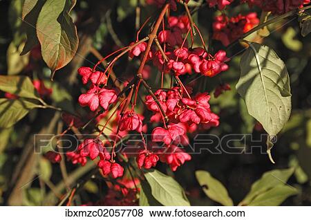 European spindle or Common spindle (Euonymus europaeus) View Large Photo Image Stock Photo - European spindle or Common spindle (Euonymus europaeus). Fotosearch