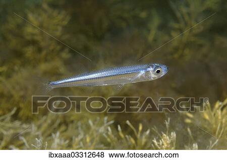 "European Sprat (Sprattus sprattus), Black Sea, Crimea, Ukraine, Europe" View Large Photo Image Stock Photo - "European Sprat (Sprattus sprattus), Black Sea, Crimea, Ukraine, Europe". Fotosearch