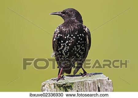 "European starling (Sturnus vulgaris), perched on a fence post, Meldorfer Speicherkoog, Schleswig-Holstein, Germany, Europe" View Large Photo Image Stock Image - "European starling (Sturnus vulgaris), perched on a fence post, Meldorfer Speicherkoog, Schleswig-Holstein, Germany, Europe". Fotosearch