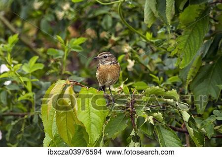 Picture - "European Stonechat (Saxicola rubicola), Baden-Wurttemberg, Germany, Europe". Fotosearch