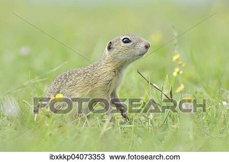 "European Suslik or European Ground Squirrel (Spermophilus citellus) on a meadow, Rana u Loun, Rana, Louny District, Czech Republic, Europe" View Large Photo Image Stock Image - "European Suslik or European Ground Squirrel (Spermophilus citellus) on a meadow, Rana u Loun, Rana, Louny District, Czech Republic, Europe". Fotosearch