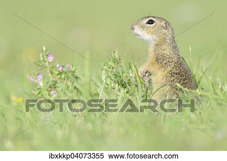 Stock Photography - "European Suslik or European Ground Squirrel (Spermophilus citellus) on a meadow, Rana u Loun, Rana, Louny District, Czech Republic, Europe". Fotosearch