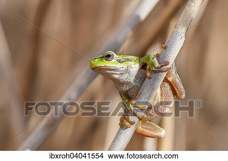Picture - "European Tree Frog (Hyla arborea) on a reed, Lake Neusiedl National Park, Burgenland, Austria, Europe". Fotosearch