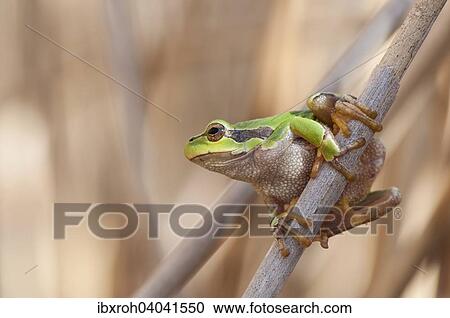 Stock Image - "European Tree Frog (Hyla arborea) on a reed, Lake Neusiedl National Park, Burgenland, Austria, Europe". Fotosearch