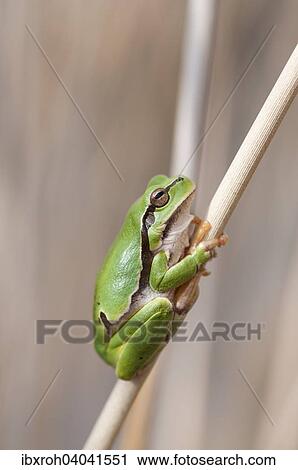 "European Tree Frog (Hyla arborea) on a reed, Lake Neusiedl National Park, Burgenland, Austria, Europe" View Large Photo Image Stock Image - "European Tree Frog (Hyla arborea) on a reed, Lake Neusiedl National Park, Burgenland, Austria, Europe". Fotosearch