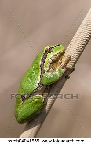 "European Tree Frog (Hyla arborea) on a reed, Lake Neusiedl National Park, Burgenland, Austria, Europe" View Large Photo Image Stock Photography - "European Tree Frog (Hyla arborea) on a reed, Lake Neusiedl National Park, Burgenland, Austria, Europe". Fotosearch