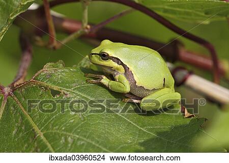 "European Tree Frog (Hyla arborea) perched on a leaf, Burgenland, Austria, Europe" View Large Photo Image Picture - "European Tree Frog (Hyla arborea) perched on a leaf, Burgenland, Austria, Europe". Fotosearch