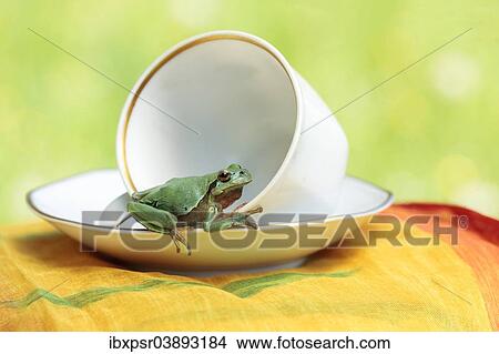 European tree frog (Hyla arborea) sitting in a cup View Large Photo Image Picture - European tree frog (Hyla arborea) sitting in a cup. Fotosearch