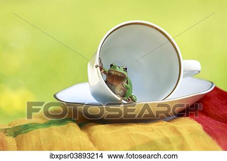 European tree frog (Hyla arborea) sitting in a cup View Large Photo Image Picture - European tree frog (Hyla arborea) sitting in a cup. Fotosearch