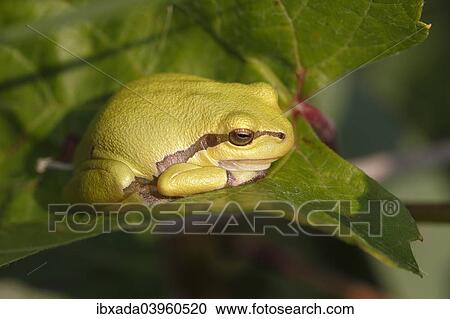 "European Tree Frog (Hyla arborea) perched on a leaf, Burgenland, Austria, Europe" View Large Photo Image Stock Image - "European Tree Frog (Hyla arborea) perched on a leaf, Burgenland, Austria, Europe". Fotosearch