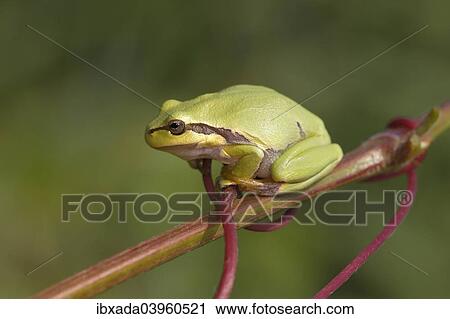 "European Tree Frog (Hyla arborea) perched on a branch, Burgenland, Austria, Europe" View Large Photo Image Stock Image - "European Tree Frog (Hyla arborea) perched on a branch, Burgenland, Austria, Europe". Fotosearch