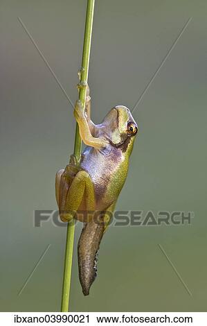 Stock Image - "European Tree Frog (Hyla arborea), during metamorphosis, Burgenland, Austria, Europe". Fotosearch