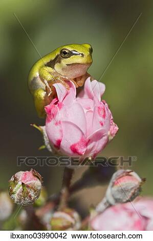 Stock Image - "European Tree Frog (Hyla arborea), Burgenland, Austria, Europe". Fotosearch
