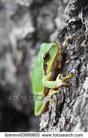 "European Tree Frog (Hyla arborea) climbing on an oak, Saxony-Anhalt, Germany, Europe" View Large Photo Image Stock Image - "European Tree Frog (Hyla arborea) climbing on an oak, Saxony-Anhalt, Germany, Europe". Fotosearch