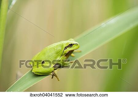 "European Tree Frog (Hyla arborea), Lake Neusiedl National Park, Burgenland, Austria, Europe" View Large Photo Image Stock Image - "European Tree Frog (Hyla arborea), Lake Neusiedl National Park, Burgenland, Austria, Europe". Fotosearch