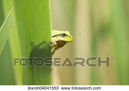 "European Tree Frog (Hyla arborea), Lake Neusiedl National Park, Burgenland, Austria, Europe" View Large Photo Image Stock Image - "European Tree Frog (Hyla arborea), Lake Neusiedl National Park, Burgenland, Austria, Europe". Fotosearch